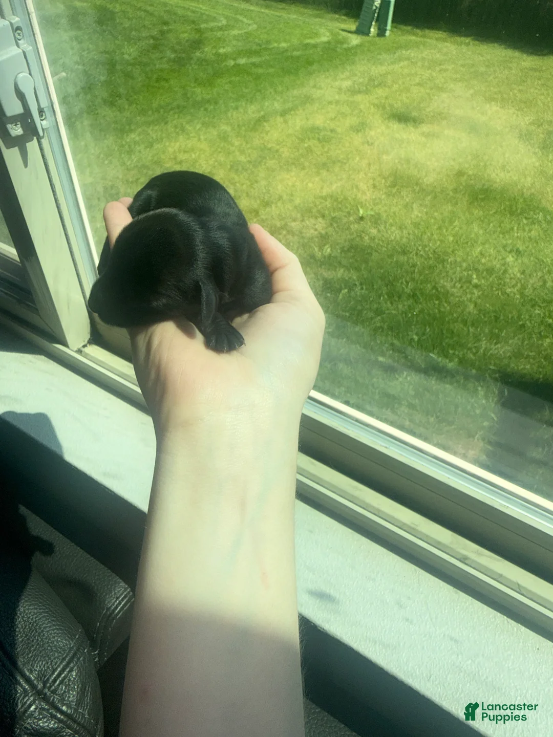 Miniature Dachshund dogs for sale: Miniature Dachshund 2 - Ad 2