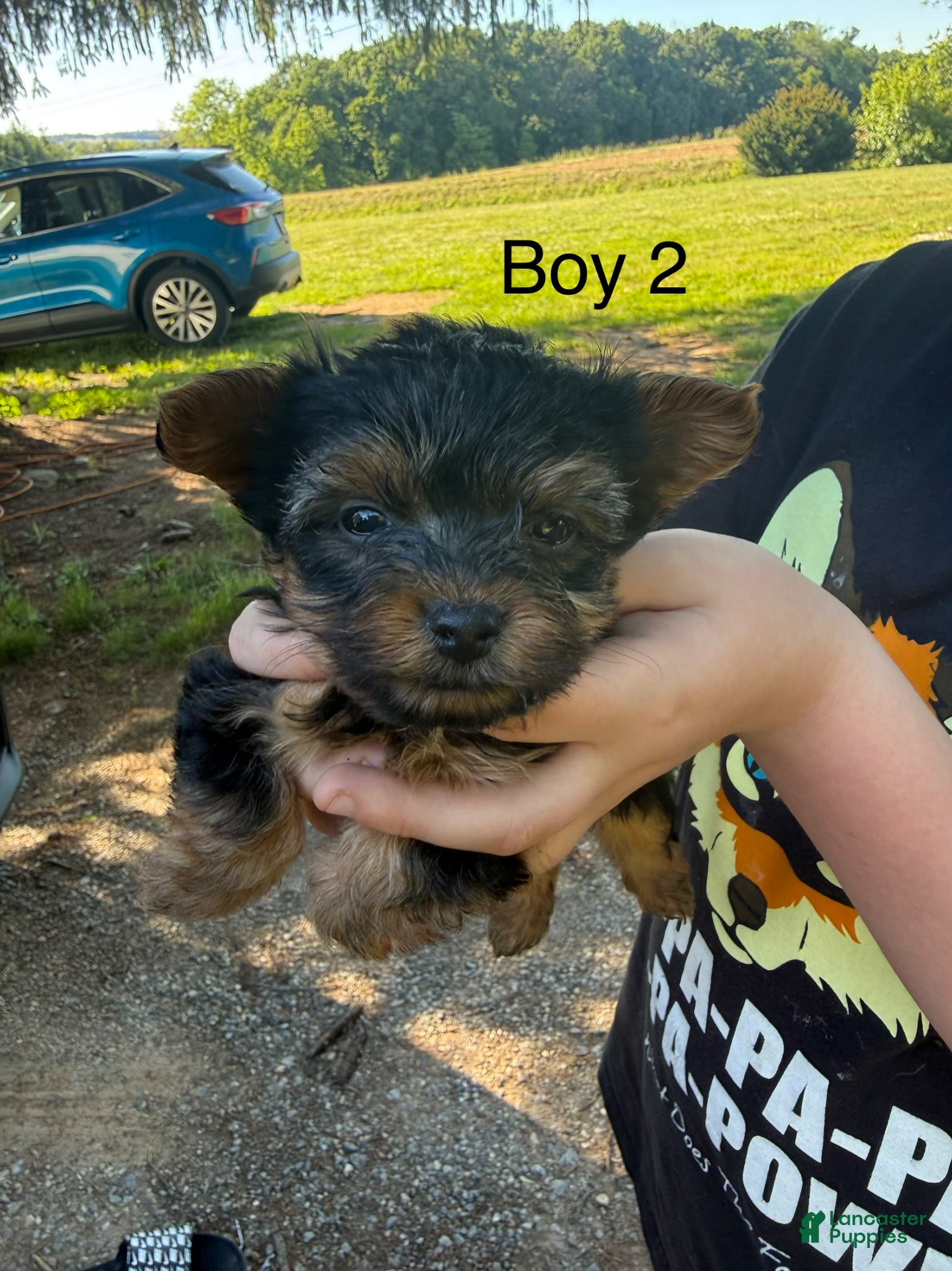 Chorkie dogs Chorkie Puppy 3 - Ad 1