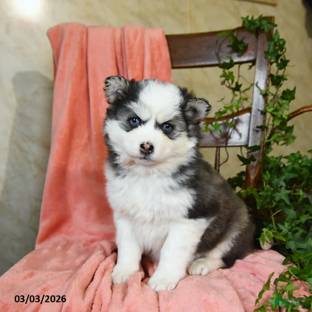 Pomsky dogs for sale: Stella - Ad 1
