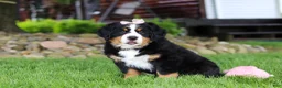 Bernese Mountain Dog dogs for sale: Sadie - Ad 4