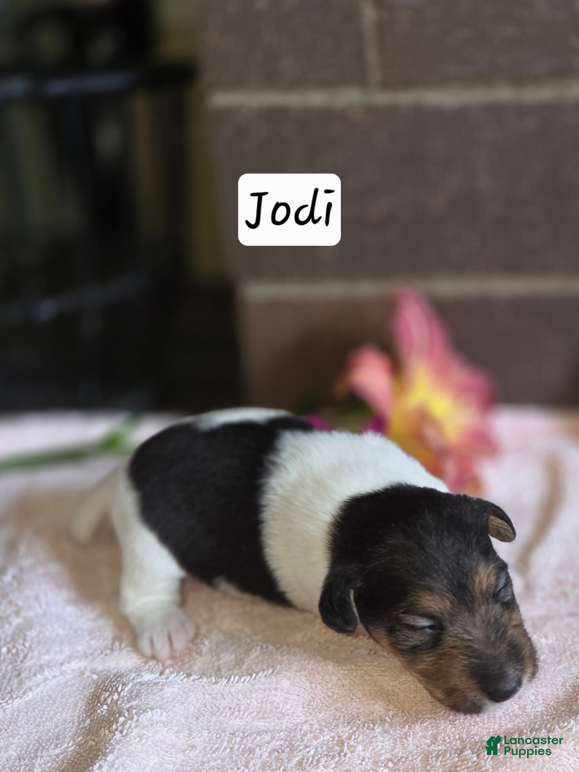 Wire Fox Terrier dogs (Jodi) Wire Fox Terrier 1  - Ad 1