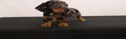 Dachshund dogs for sale: Fido - Ad 11