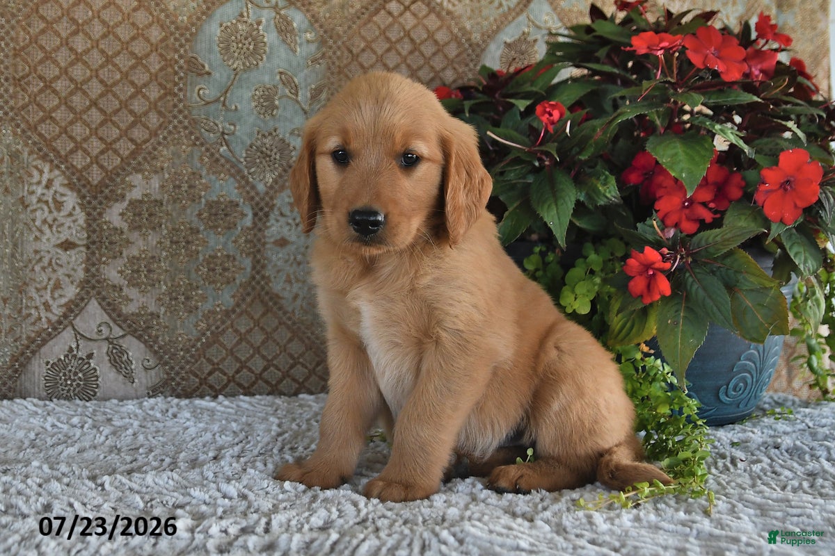 Golden Retriever dogs Brittney - Ad 1