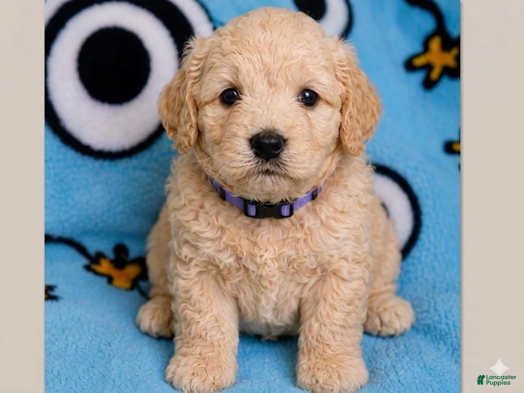 Mini Goldendoodle dogs for sale: Mini Goldendoodle Puppy 5 - Ad 1