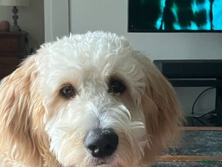 Goldendoodle dogs - Ad 8