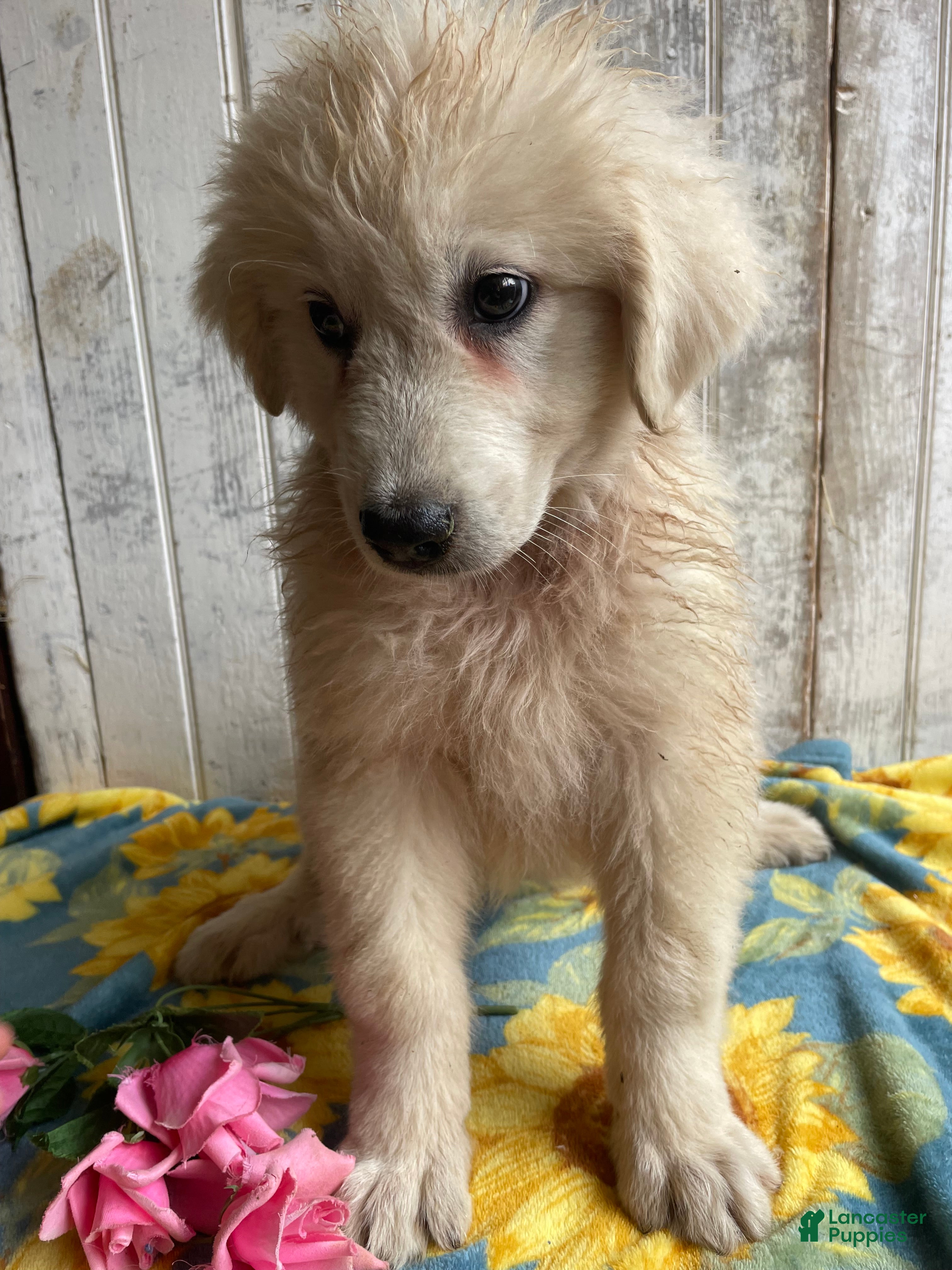 Great Pyrenees dogs Leo - Ad 20