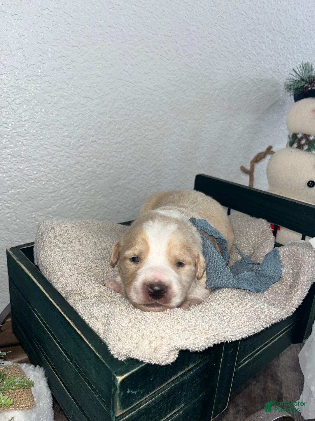 Mixed Breed dogs for sale: Bruno🩵 - Ad 1