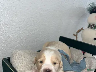 Mixed Breed dogs Bruno🩵 - Ad 32