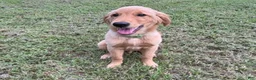 Golden Retriever dogs for sale: Charlie - Ad 2