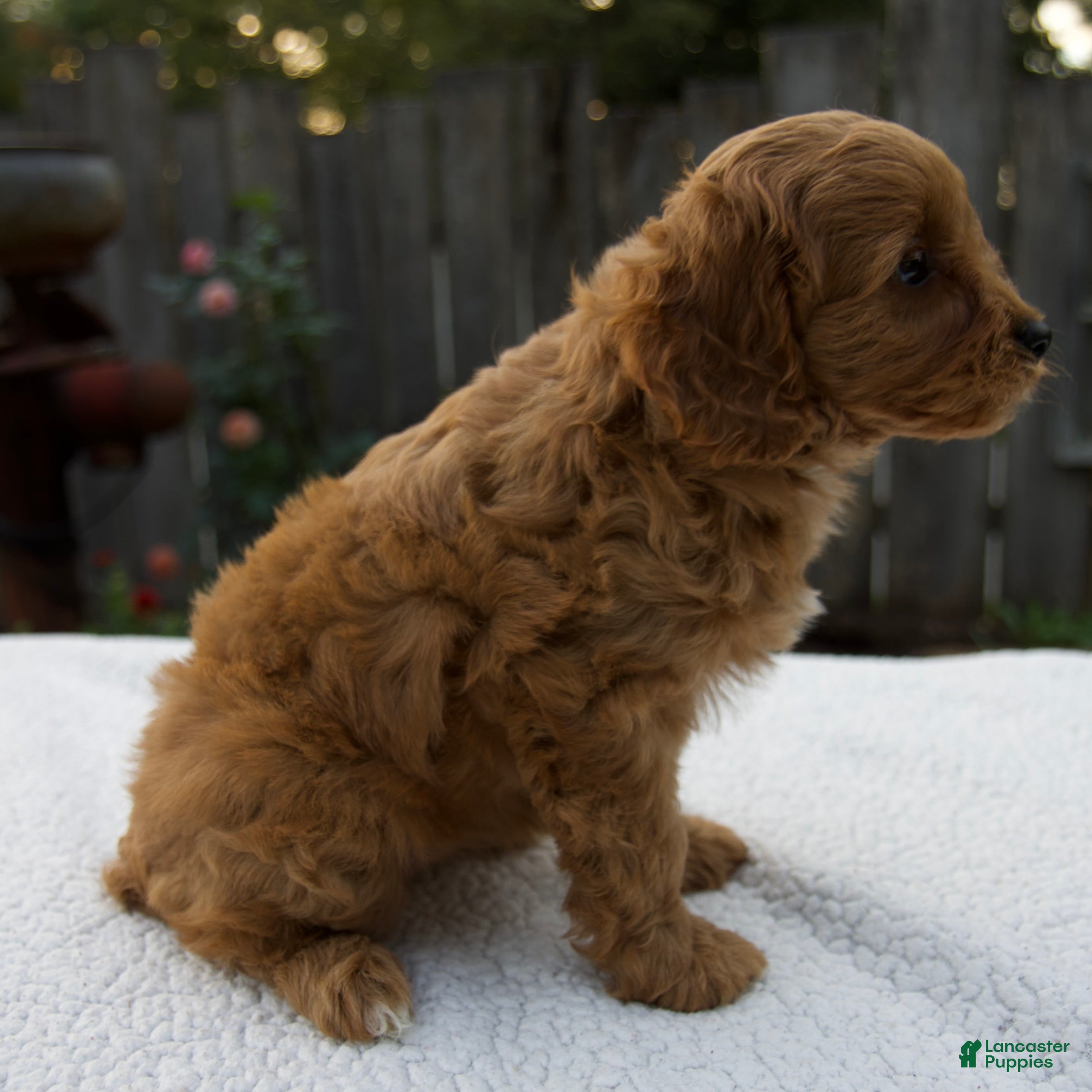Cavapoo dogs Greta - Ad 2