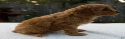 Cavapoo dogs for sale: Greta - Ad 2