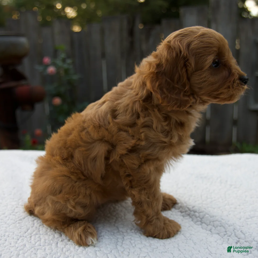 Cavapoo dogs for sale: Greta - Ad 2