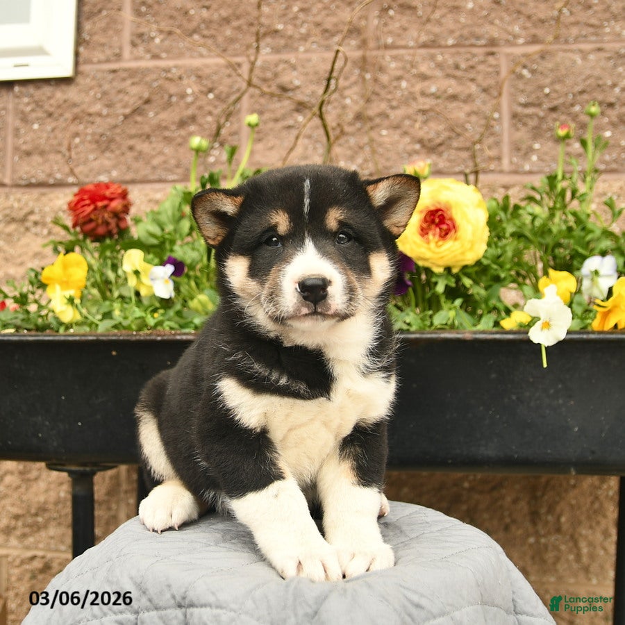 Shiba Inu dogs Iggy - Ad 2