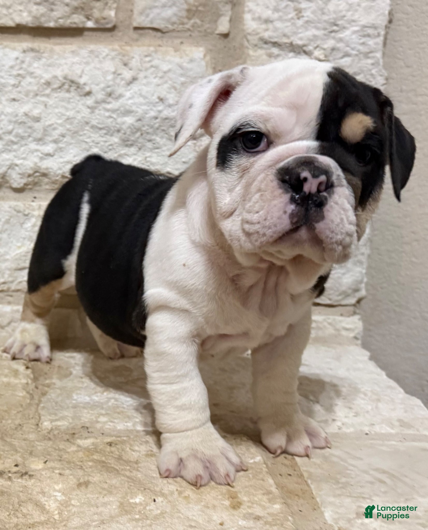 English Bulldog dogs Marley - Ad 2