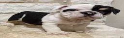 English Bulldog dogs for sale: Marley - Ad 2