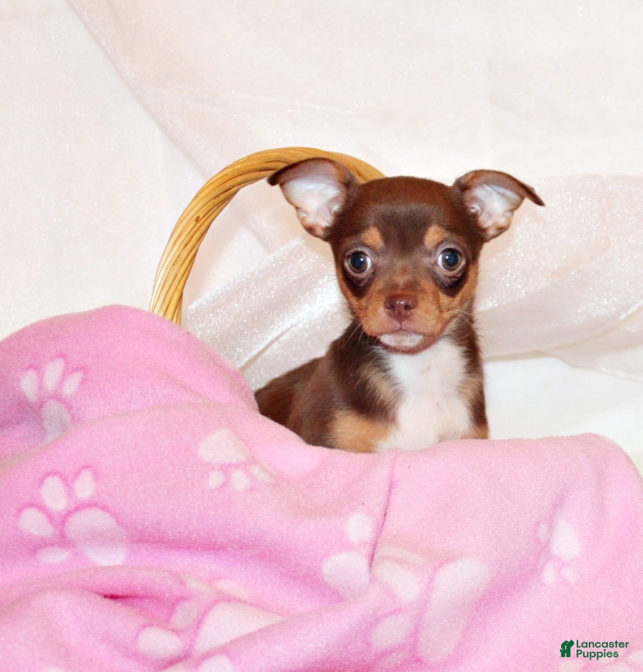 Chihuahua dogs Janie - Ad 2