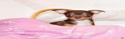 Chihuahua dogs for sale: Janie - Ad 2
