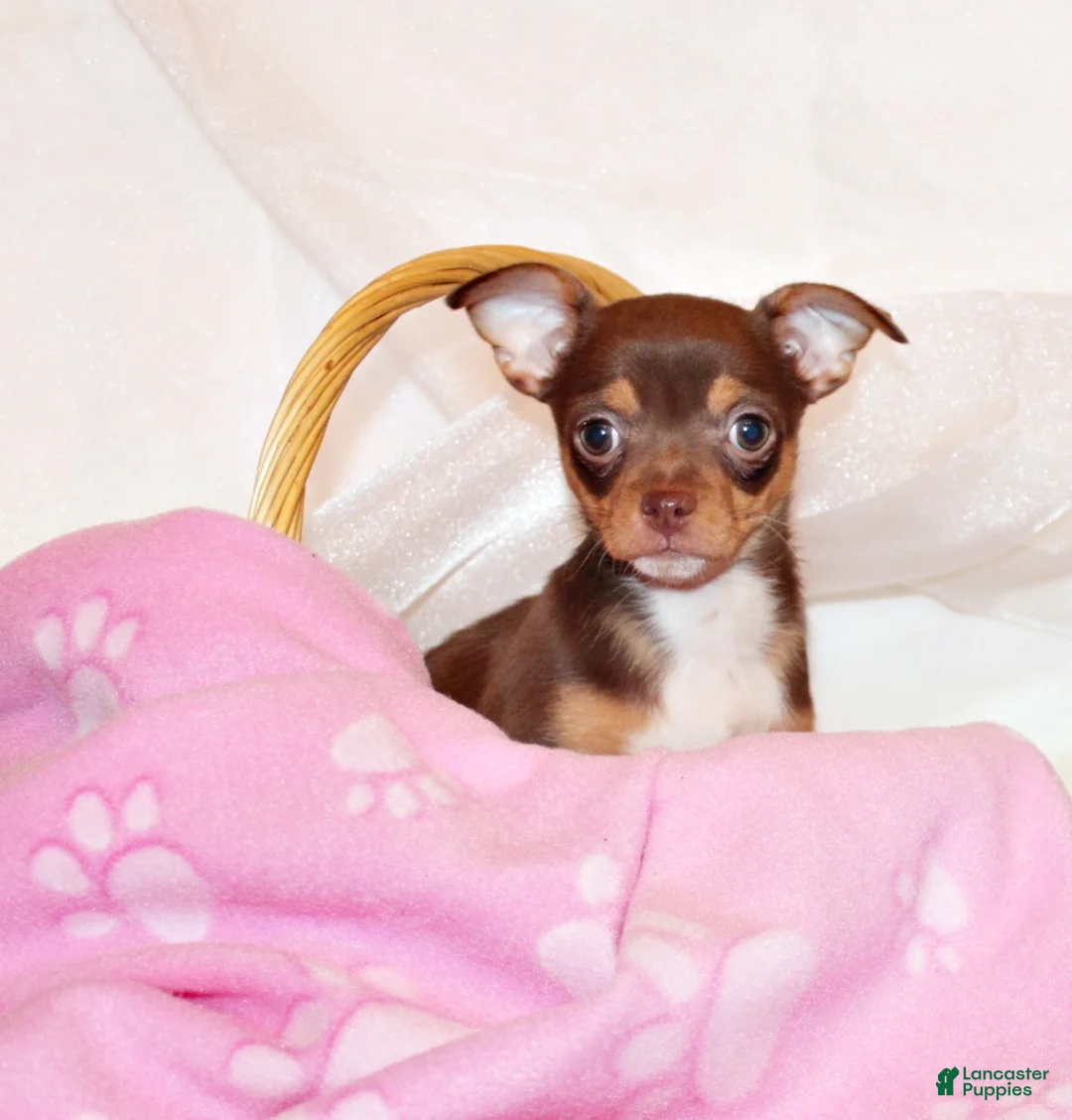 Chihuahua dogs for sale: Janie - Ad 2