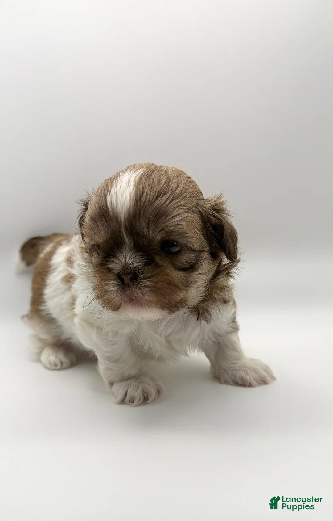 Shih Tzu dogs for sale: Lance - Ad 1