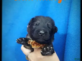 German Shepherd dogs Chill Mango - Ad 21