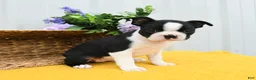 Boston Terrier dogs for sale: Billie - Ad 4