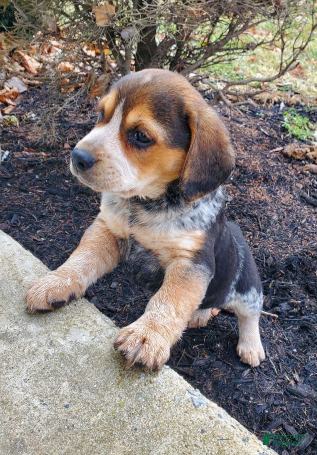 Mixed Breed dogs for sale: Jim - Ad 2