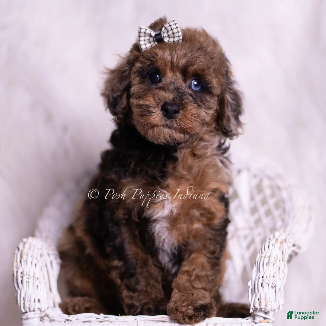 Toy Poodle dogs for sale: Sisco - Ad 6
