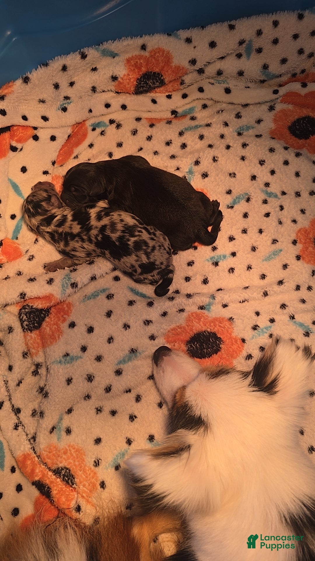 Mixed Breed dogs for sale: Merle - Ad 10