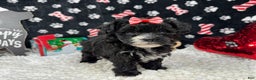 Morkie dogs for sale: Morkie Puppy 2 - Ad 2