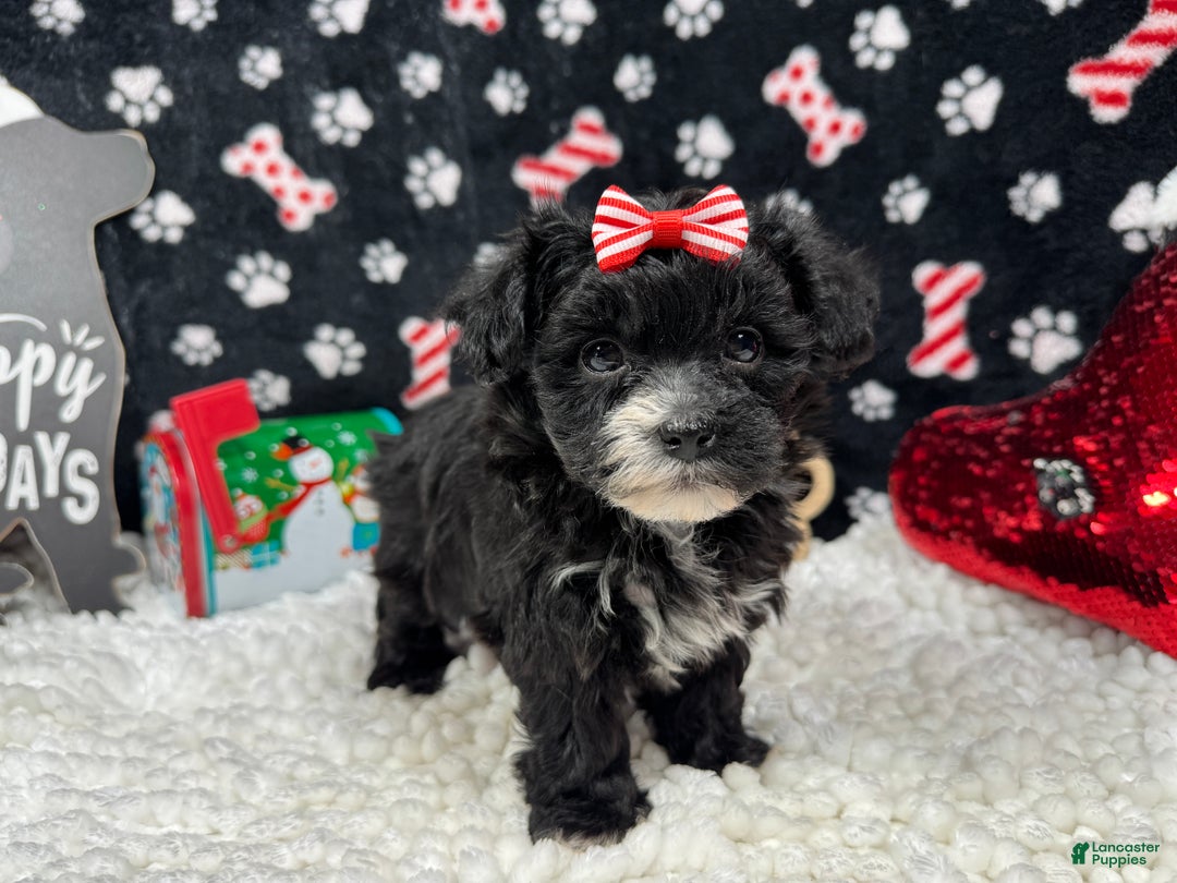Morkie dogs for sale: Morkie Puppy 2 - Ad 2
