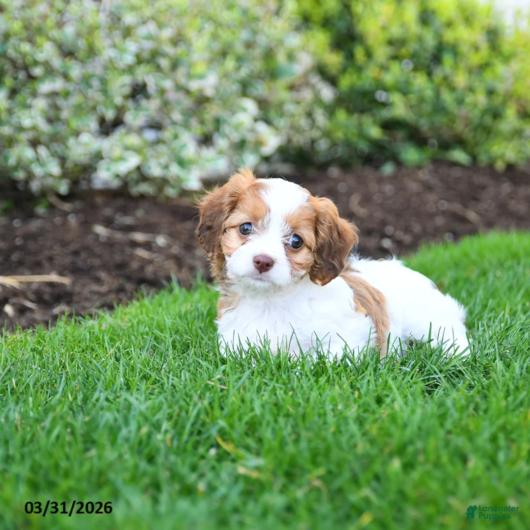 Cavapoo dogs for sale: Butterfly - Ad 2