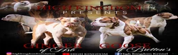 American Bulldog dogs for sale: Shelby  - Ad 2