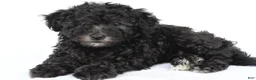 Miniature Poodle dogs for sale: Patrick  - Ad 5
