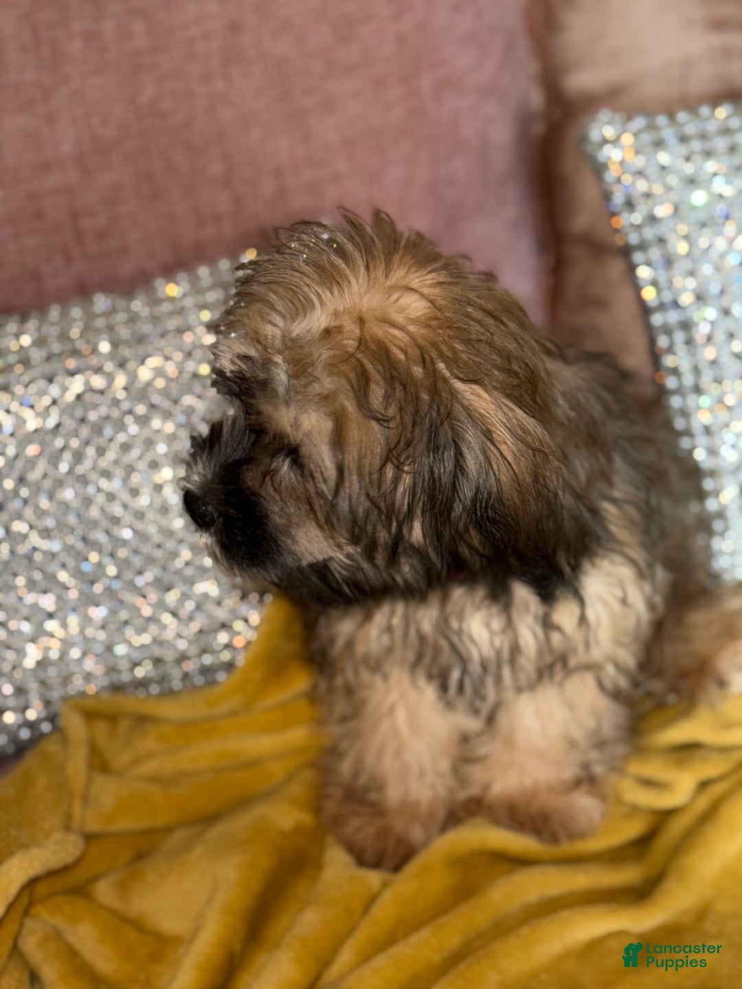 Mixed Breed dogs for sale: Mixed Breed Puppy 1 - Ad 3