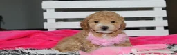 Bichpoo dogs for sale: Kallista  - Ad 5