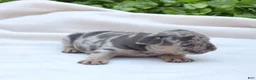 French Bulldog dogs for sale: Pebbles  - Ad 4