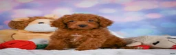 Cavapoo dogs for sale: Daisy - Ad 10
