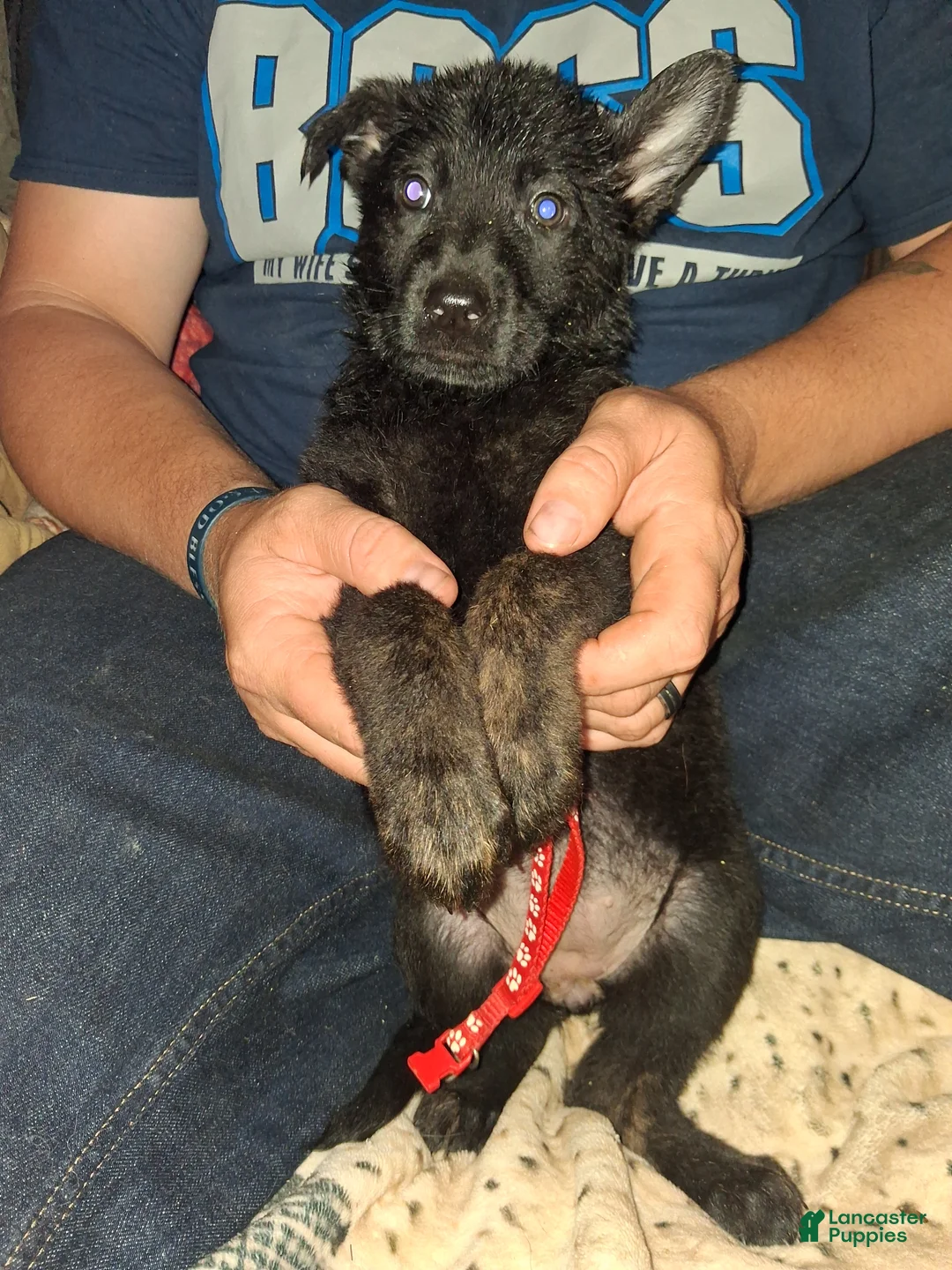 German Shepherd dogs for sale: Red boy panda - Ad 1