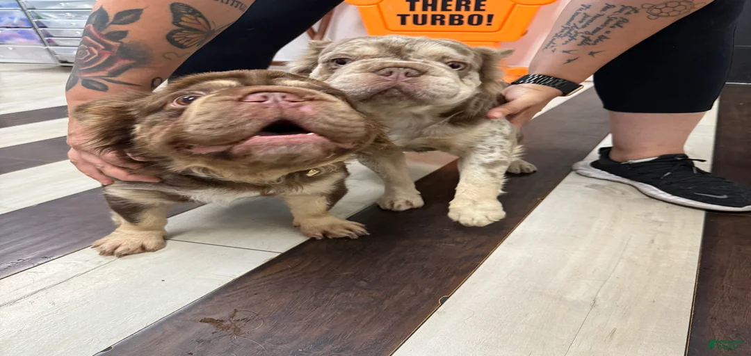 Gallery Image {{count}}