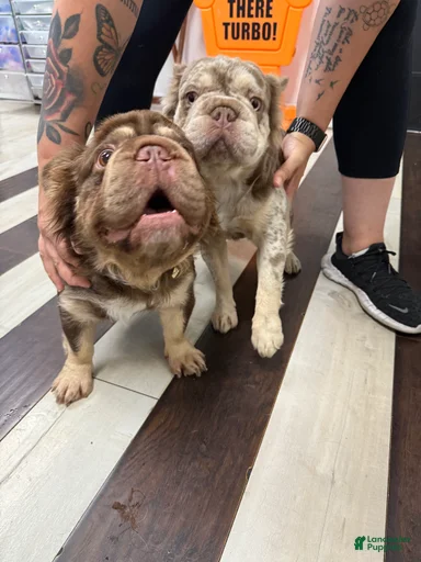 Gallery Image {{count}}