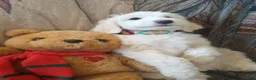 Sheepadoodle dogs for sale: Blessing!! - Ad 6