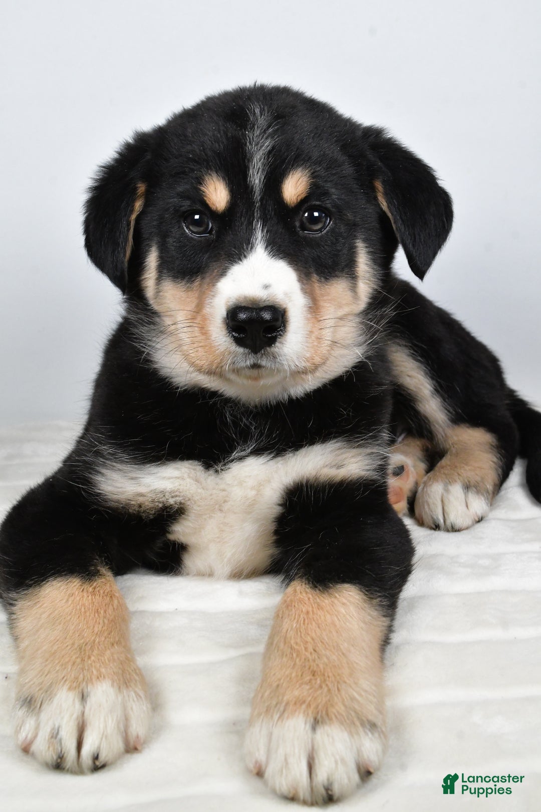 Mixed Breed dogs for sale: Sammy - Ad 8