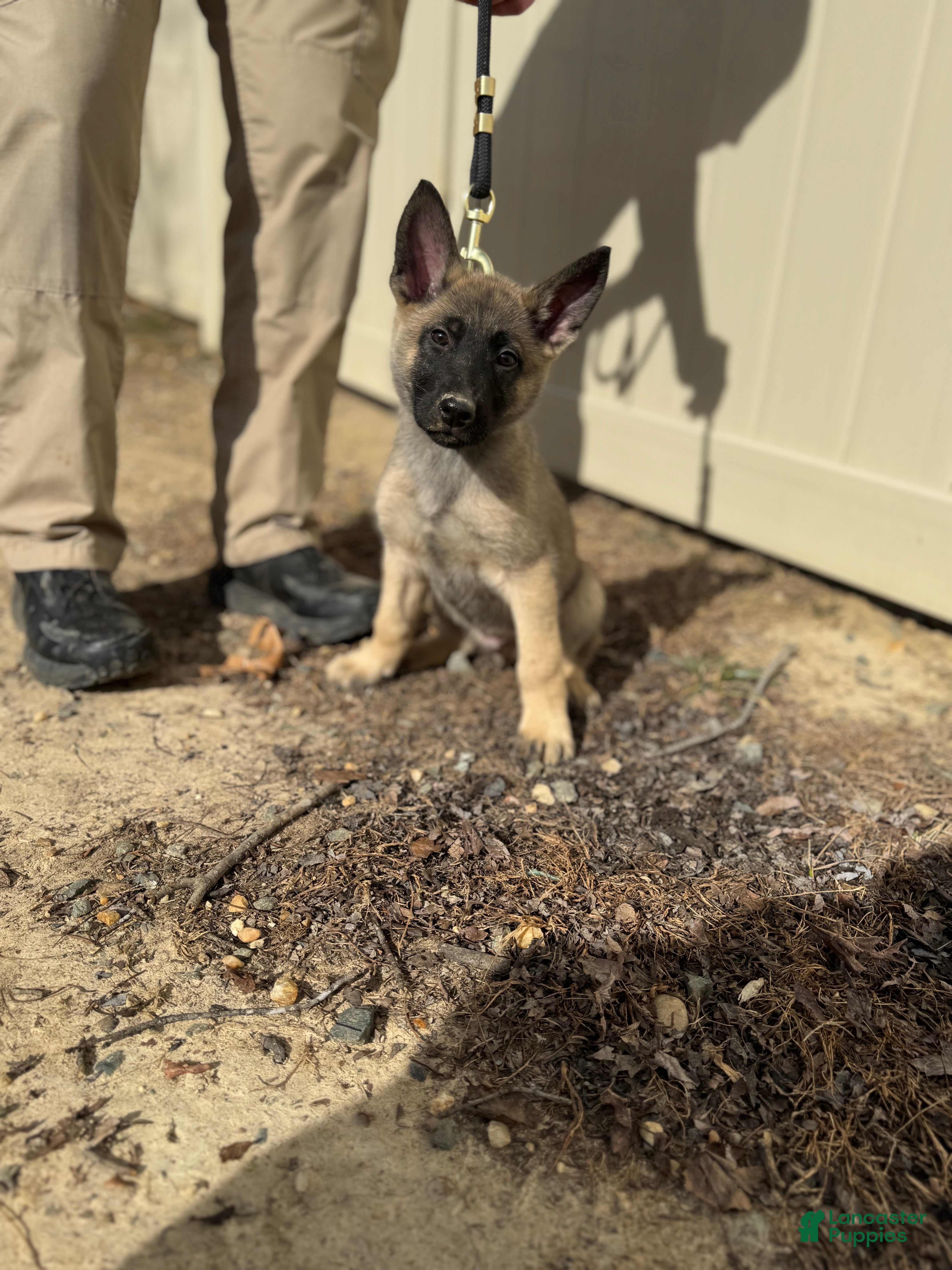 Mixed Breed dogs Grey - Ad 25