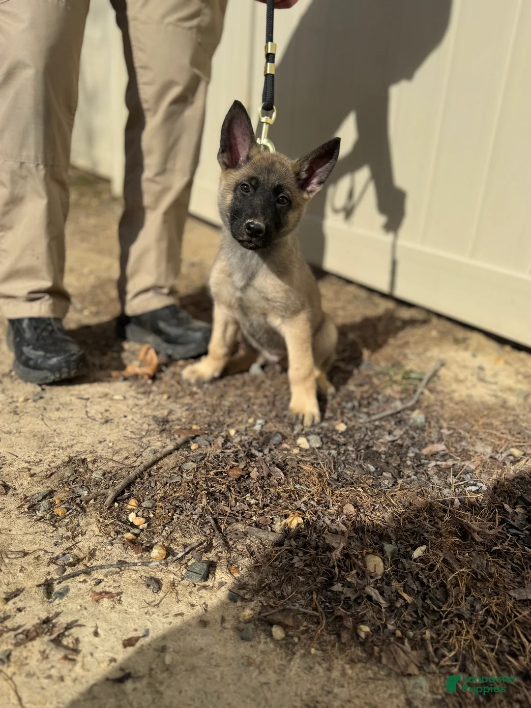 Mixed Breed dogs for sale: Grey - Ad 1