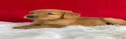 Golden Retriever dogs for sale: Piper - Ad 4