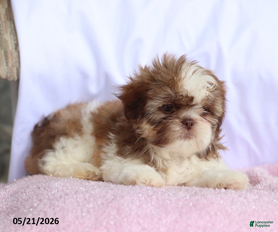 Shih Tzu dogs Nicola - Ad 2