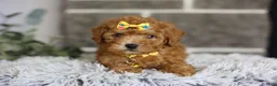 Toy Poodle dogs for sale: Amara  - Ad 10