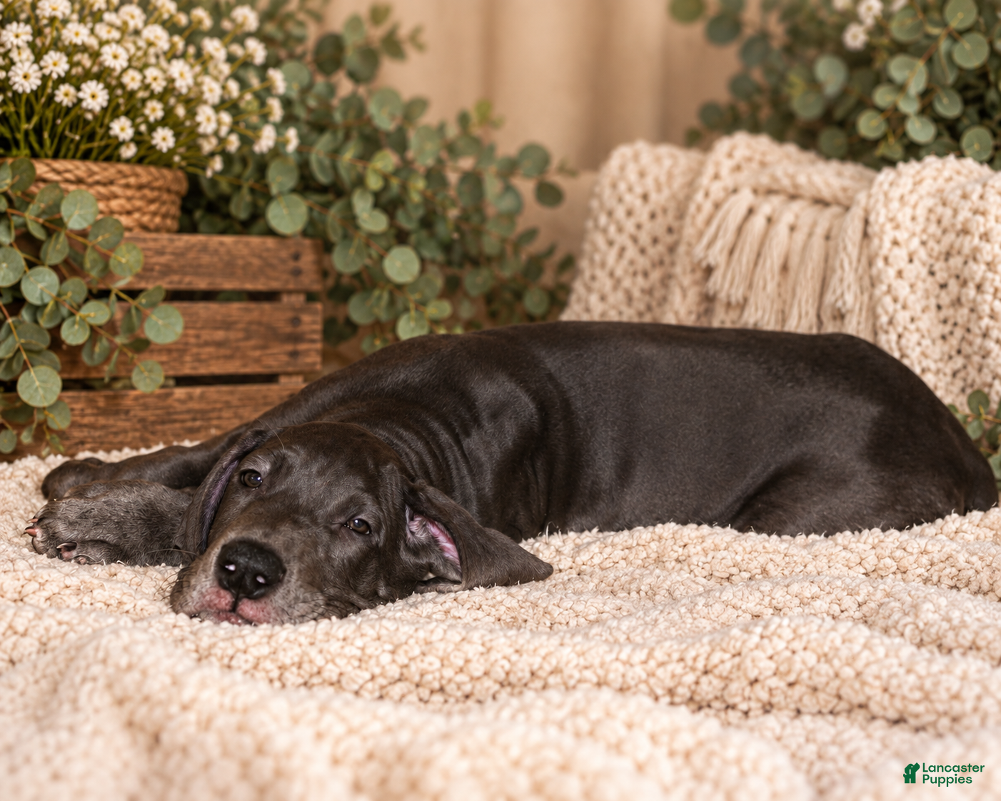 Great Dane dogs Hank - Ad 2