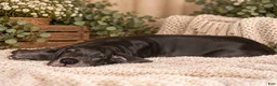 Great Dane dogs for sale: Hank - Ad 2