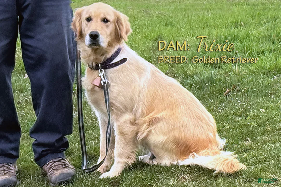 Golden Retriever dogs for sale: Golden Retriever Puppy 1 - Ad 7